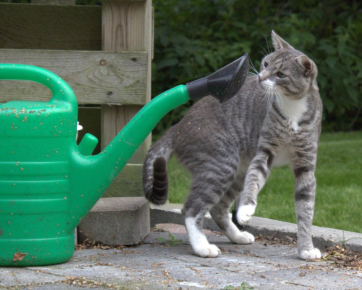 Huskat Merlin billede 5