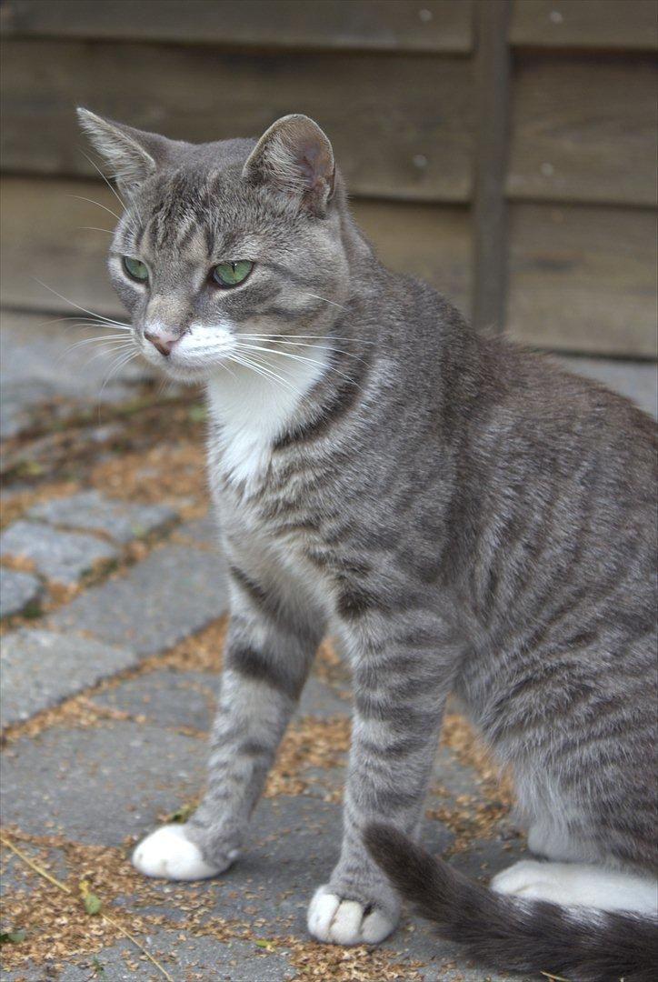 Huskat Merlin billede 6