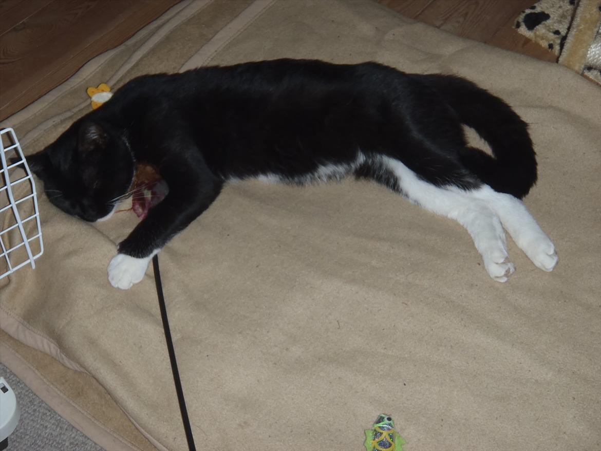 Blanding af racer Gizmo billede 15