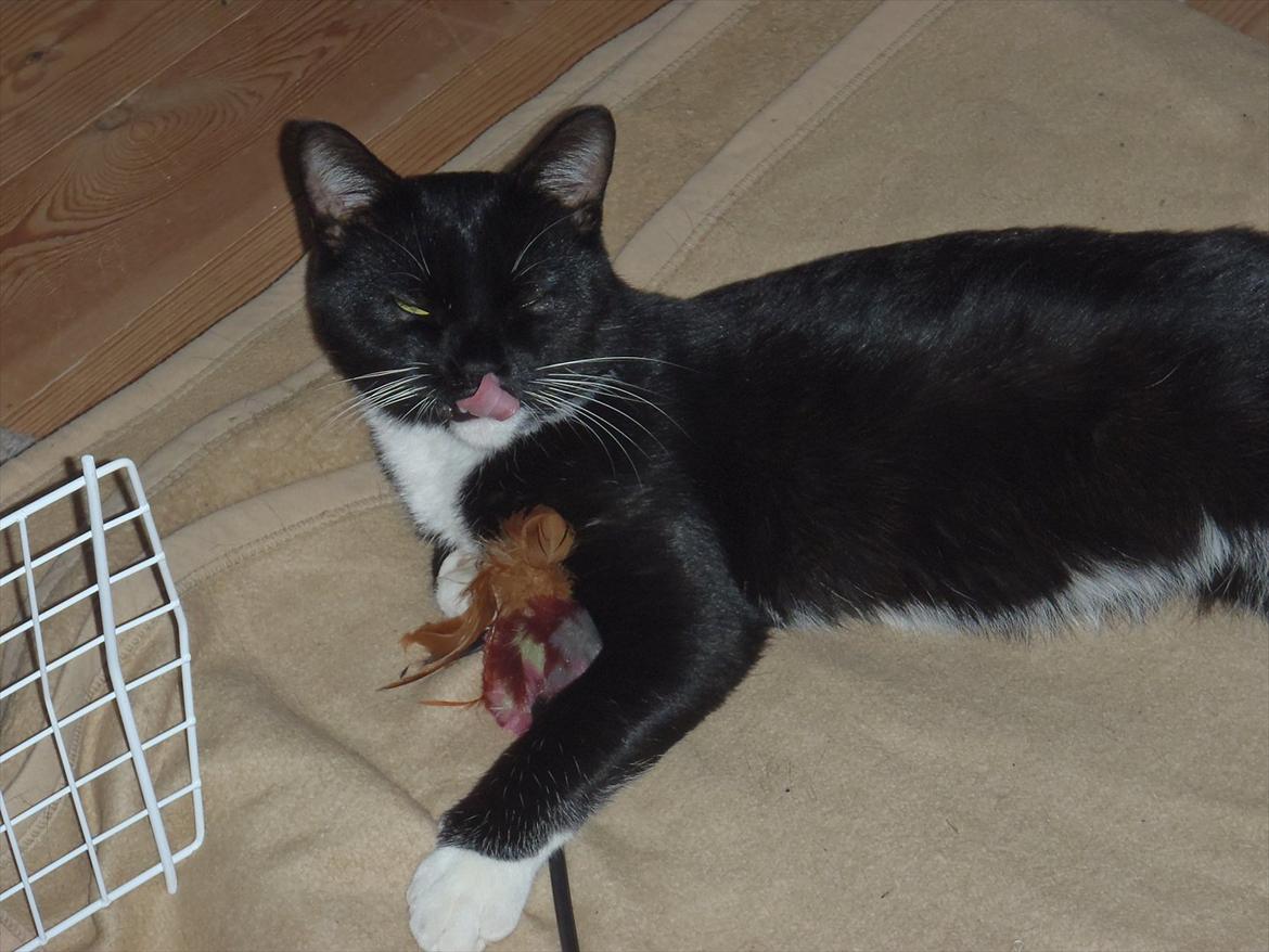 Blanding af racer Gizmo billede 16