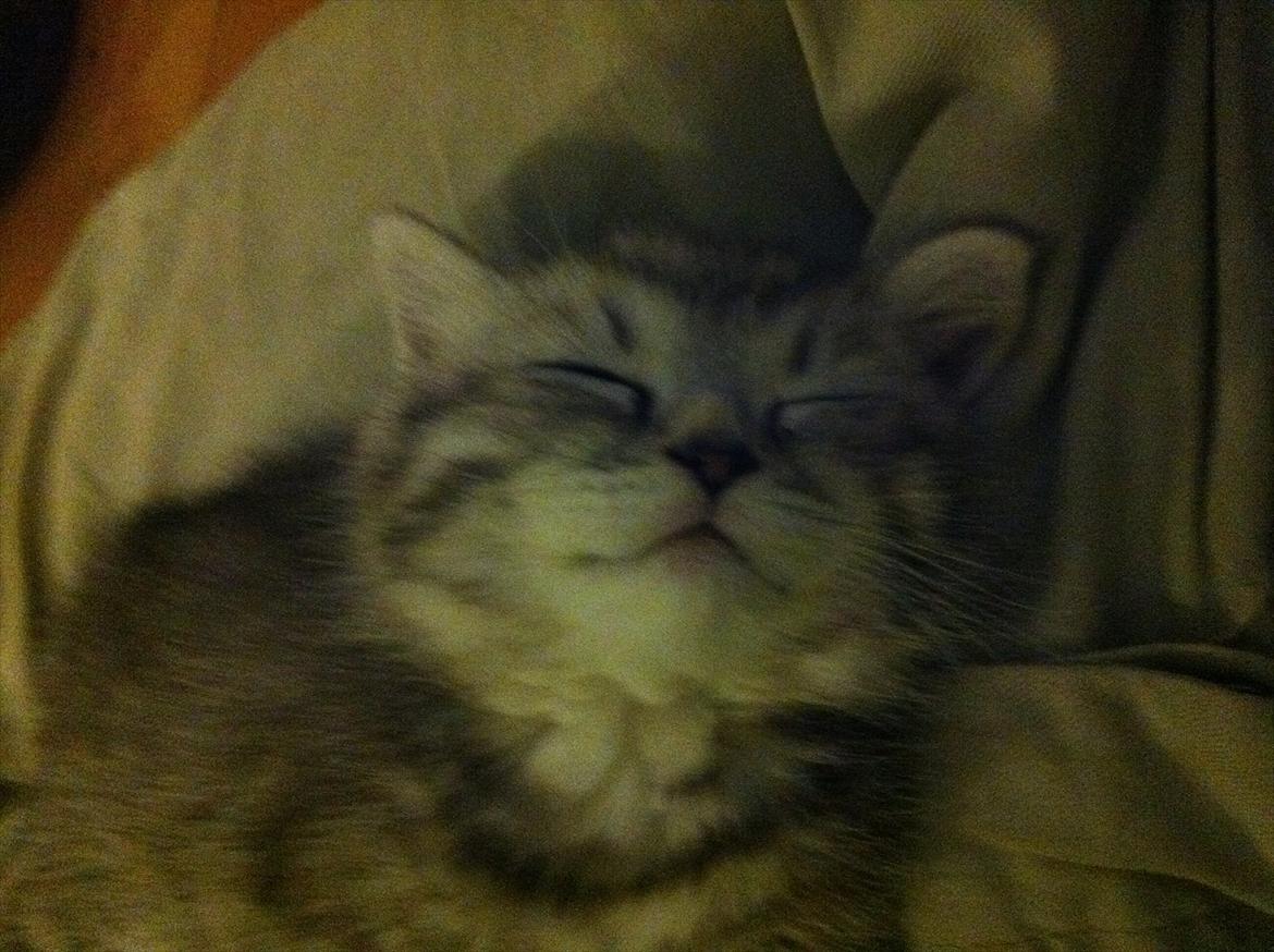 Blanding af racer Boris billede 8