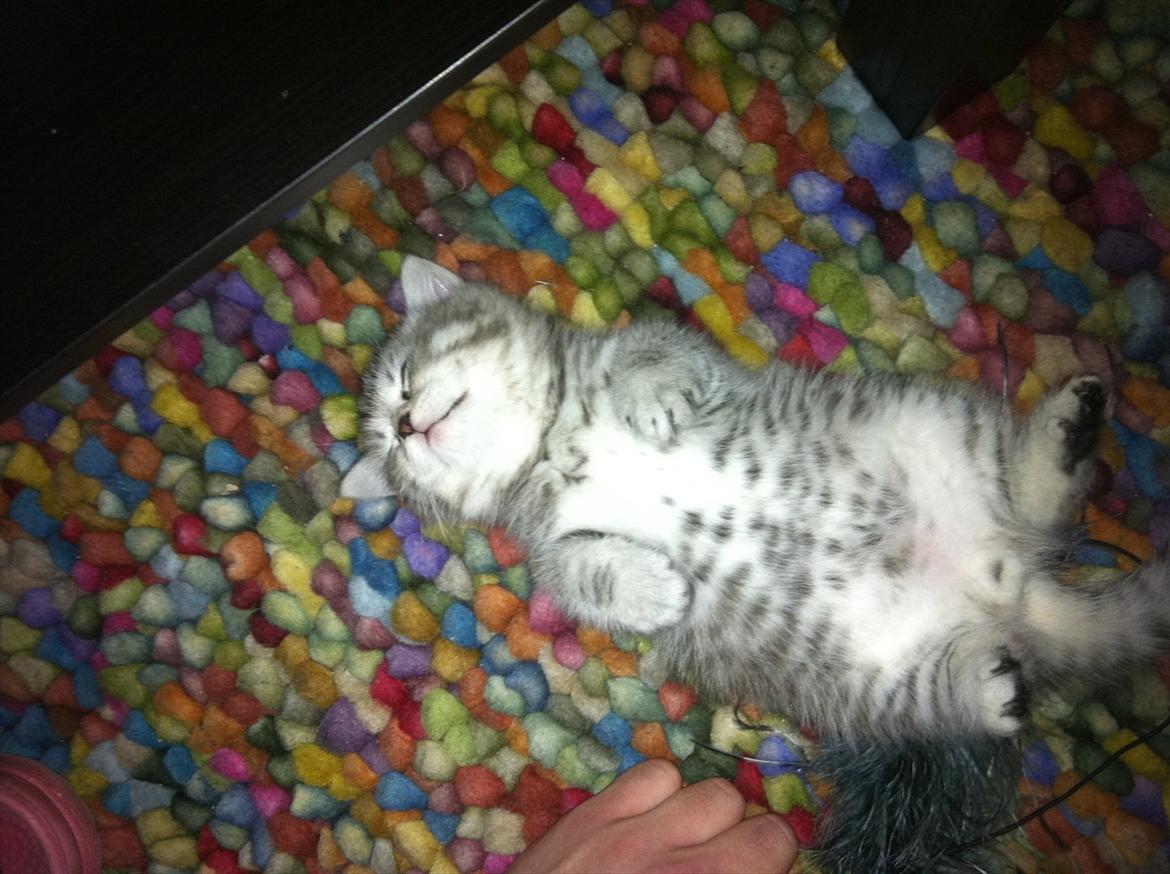 Blanding af racer Boris billede 9