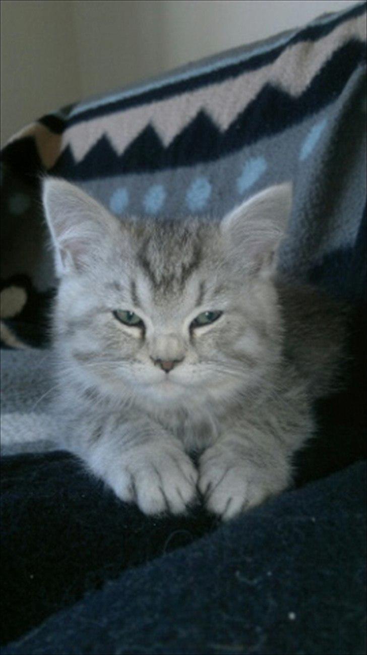 Blanding af racer Boris billede 10