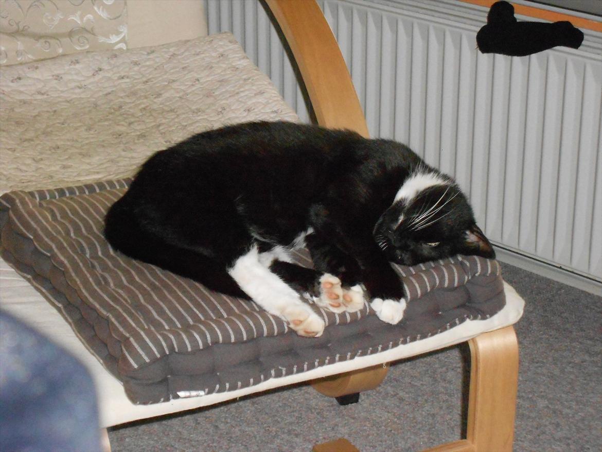 Blanding af racer Stortemis  - #2 billede 2