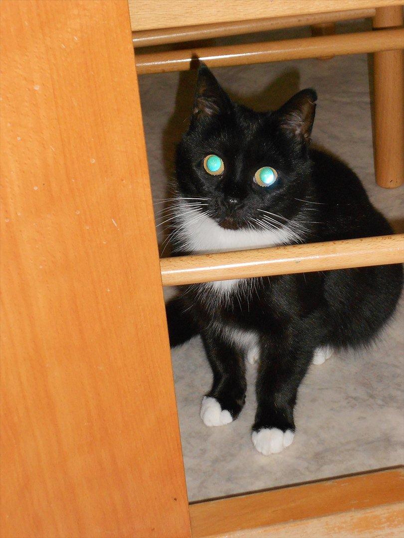 Blanding af racer Stortemis  - #3 billede 3