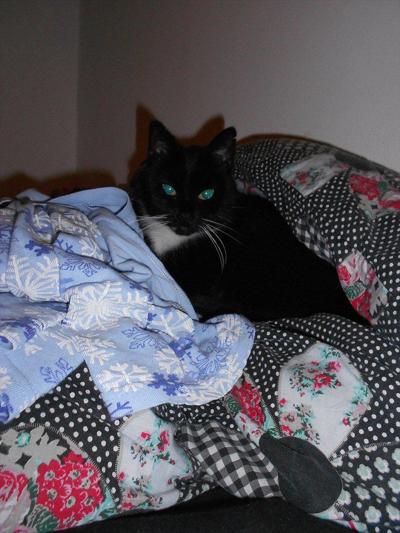 Blanding af racer Stortemis  - #7 billede 7