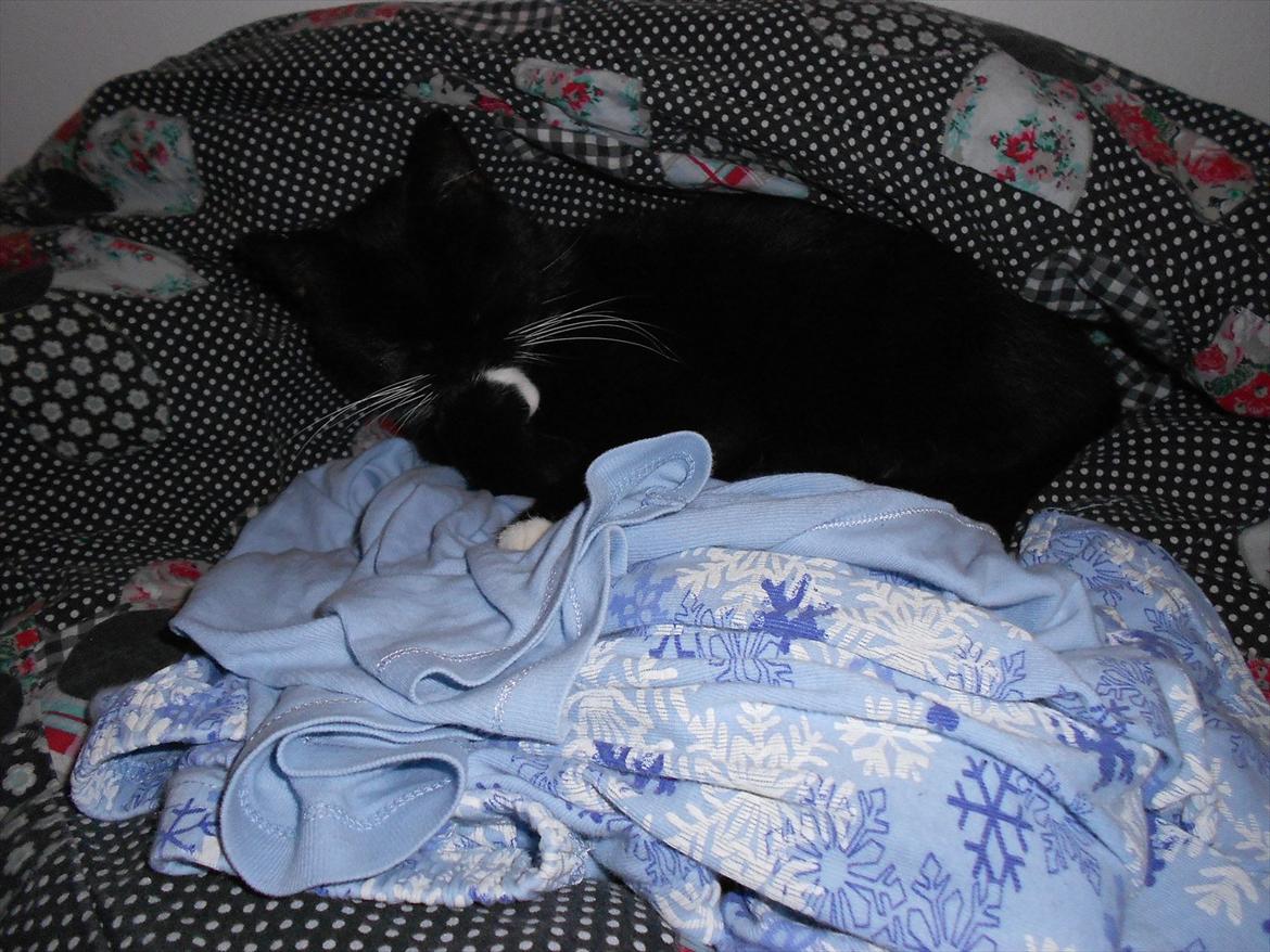 Blanding af racer Stortemis  - #8 billede 8