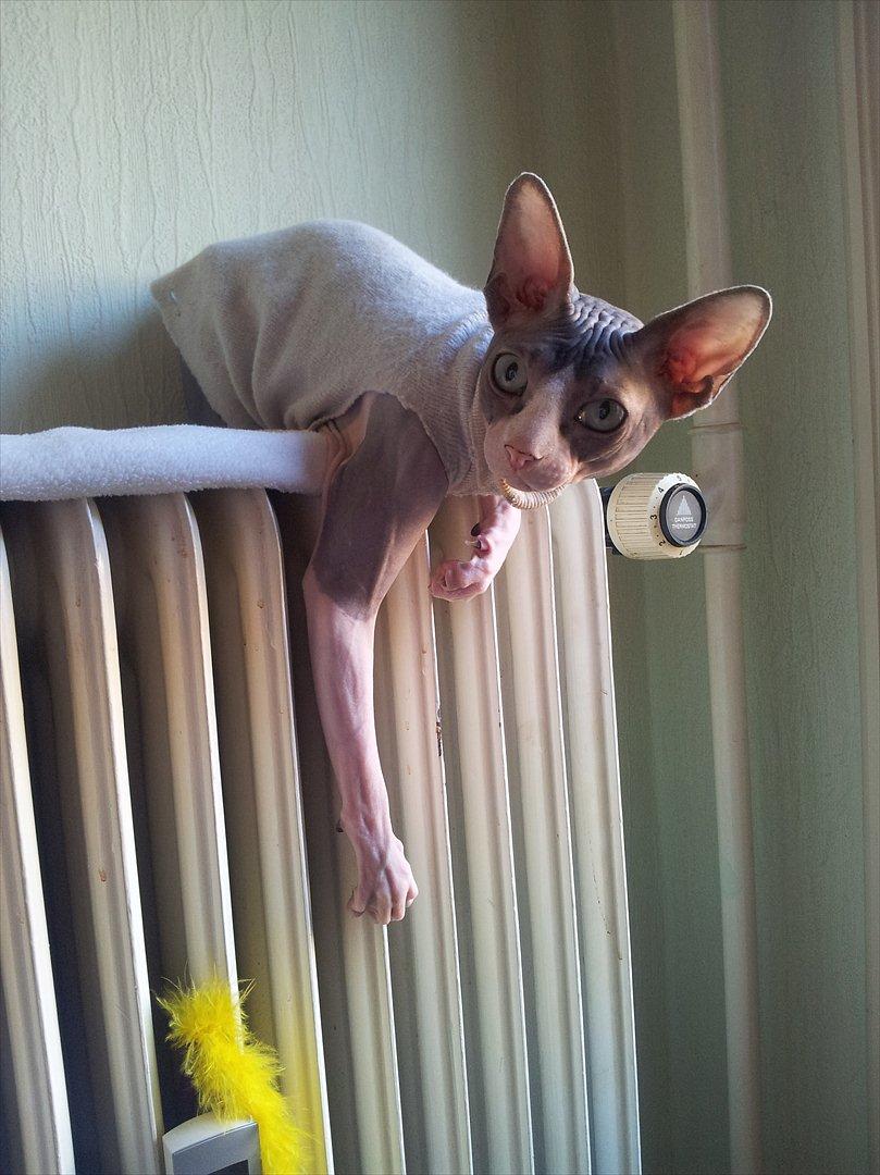 Sphynx Arabo Milas Kepinas billede 17