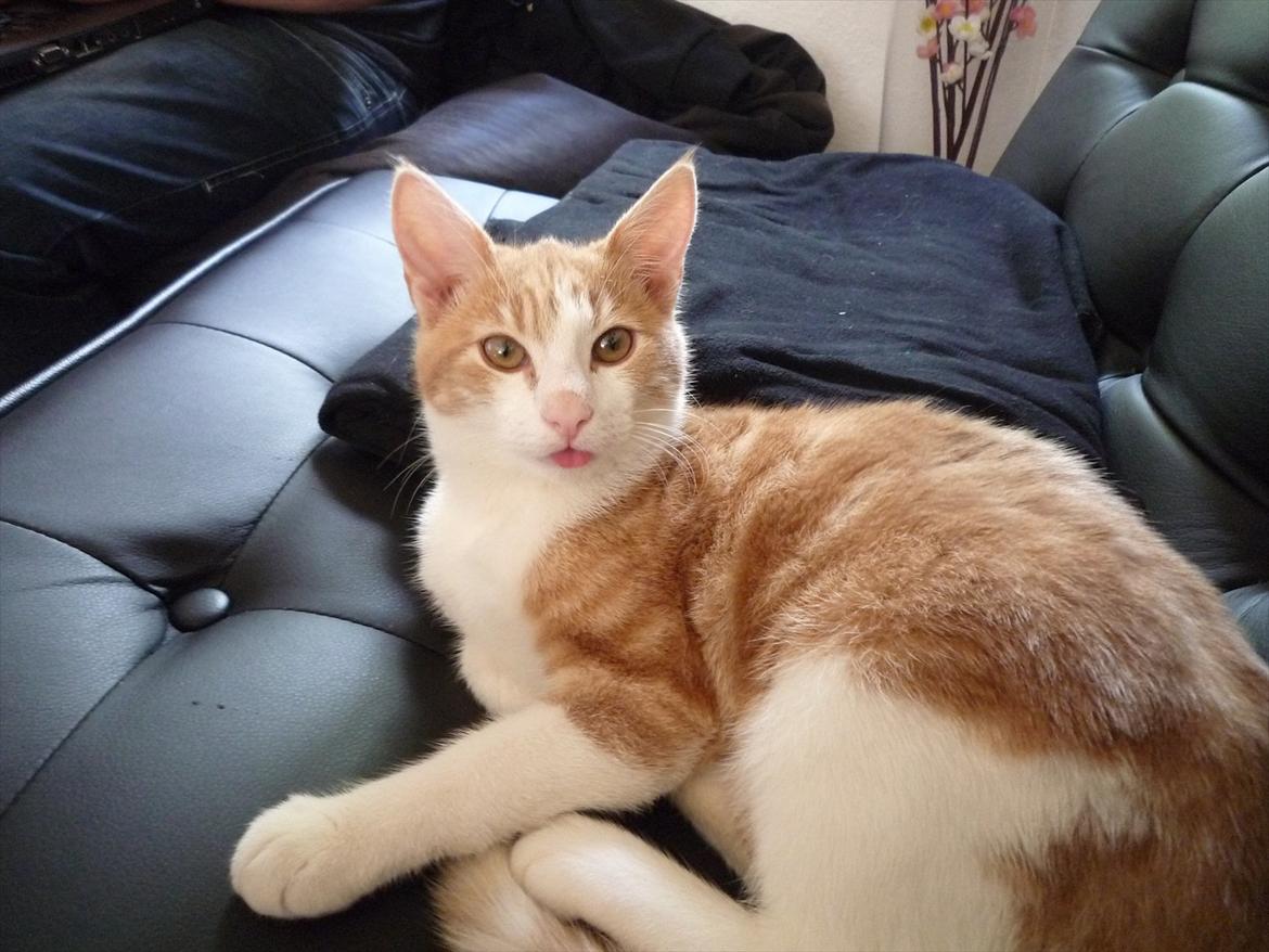 Blanding af racer Zeze Tigermis billede 8