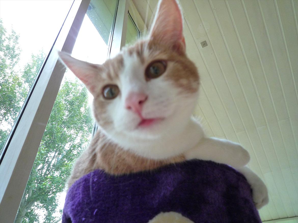 Blanding af racer Zeze Tigermis billede 9