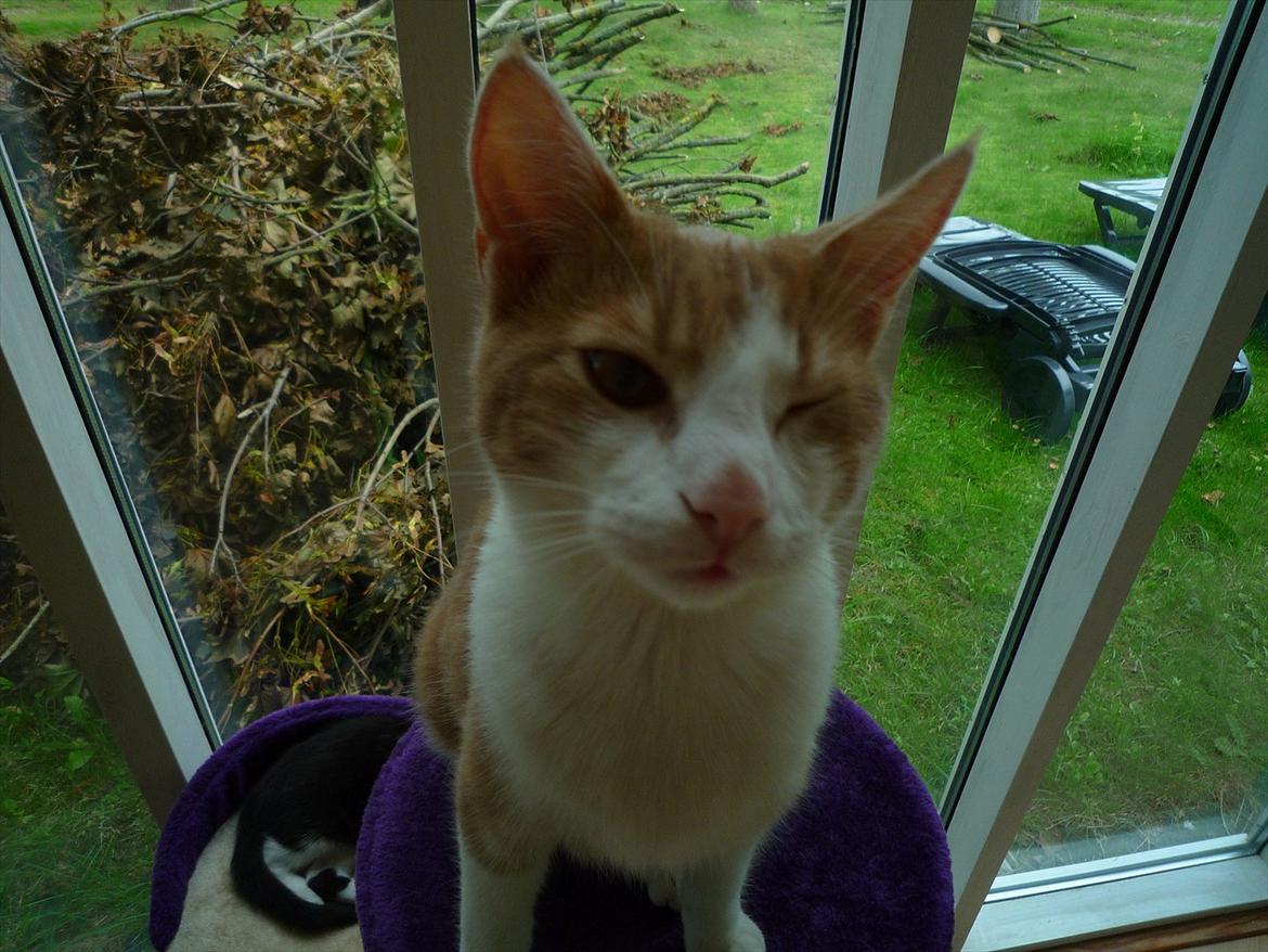 Blanding af racer Zeze Tigermis billede 10