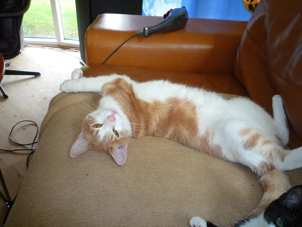 Blanding af racer Zeze Tigermis billede 11