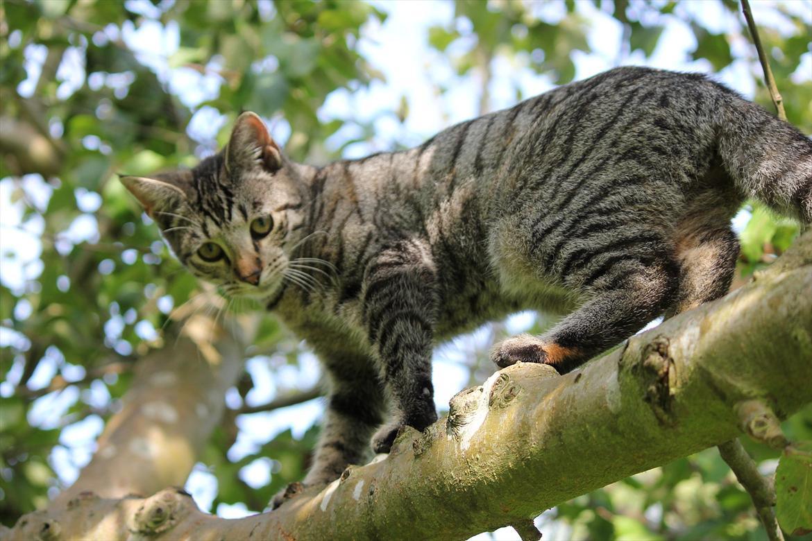 Huskat Tiger billede 1