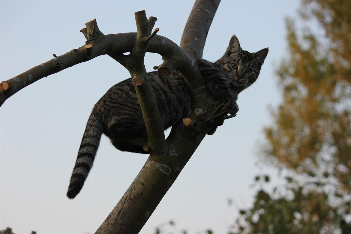 Huskat Tiger billede 3