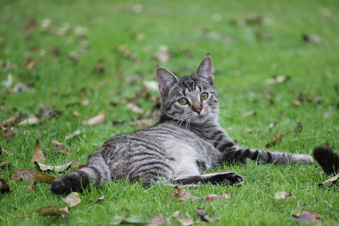 Huskat Tiger billede 4