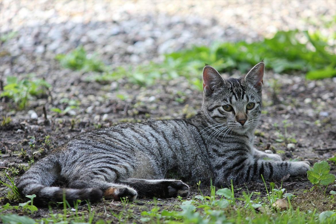 Huskat Tiger billede 5