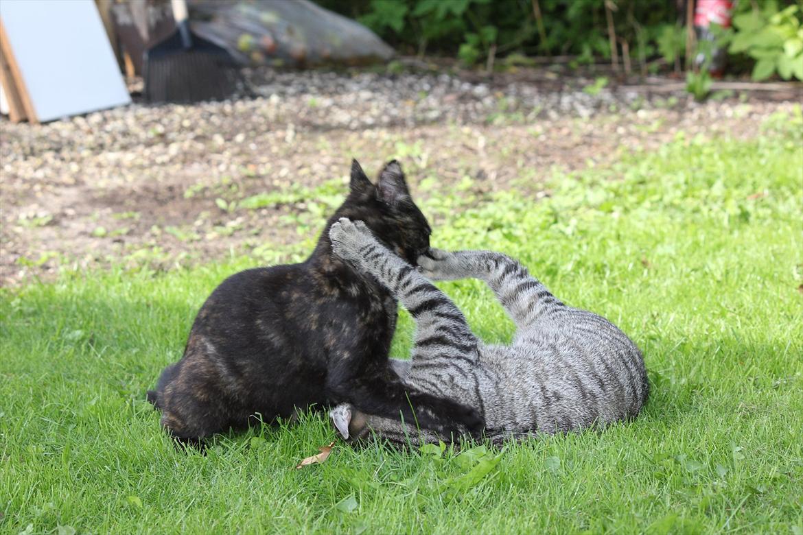 Huskat Tiger billede 6