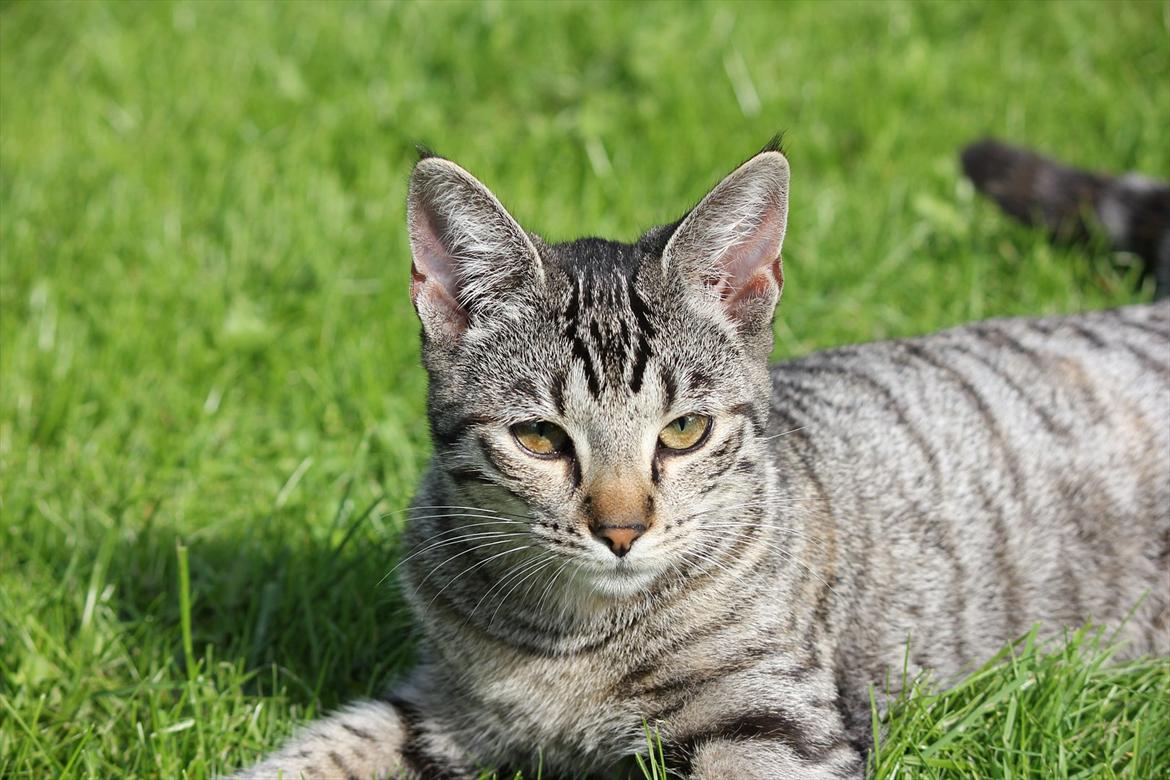 Huskat Tiger billede 7