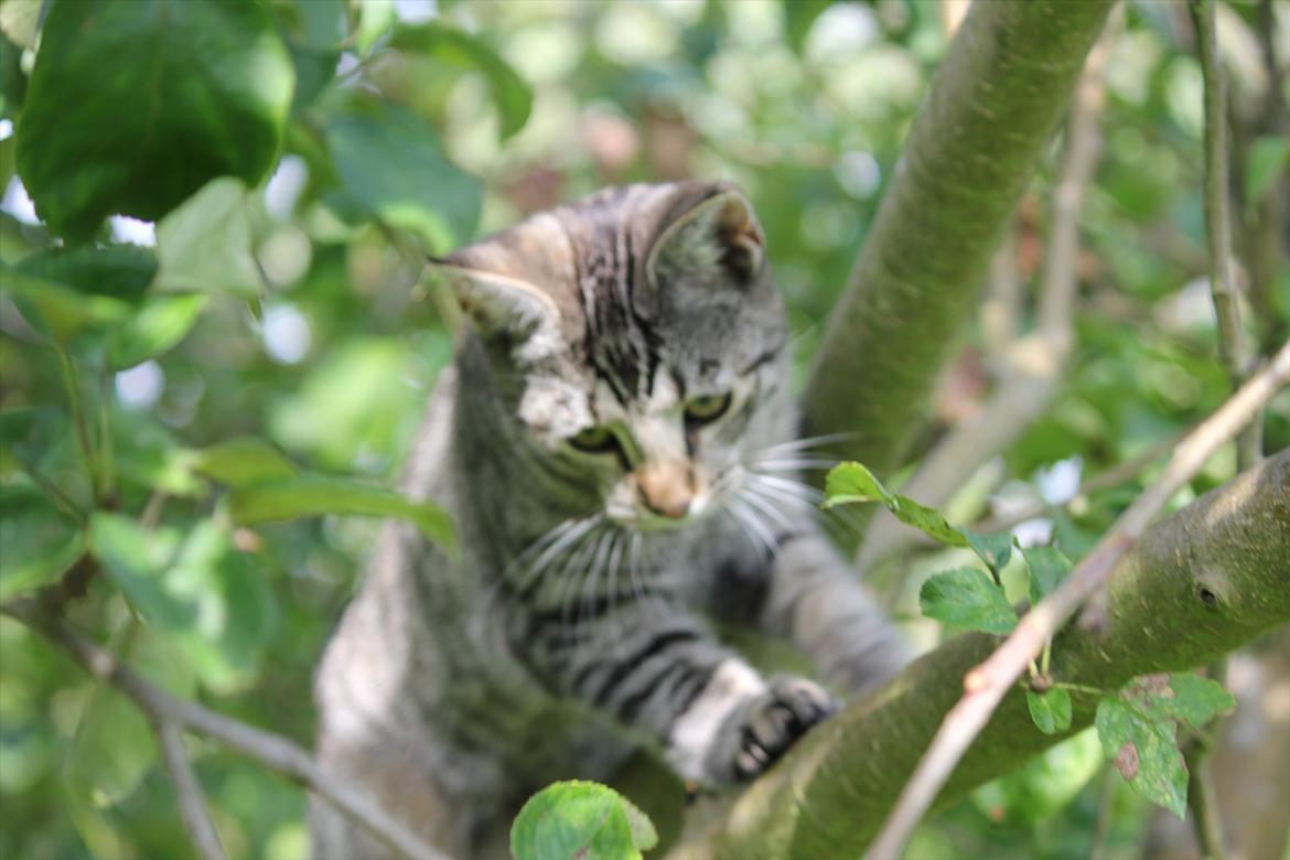 Huskat Tiger billede 8