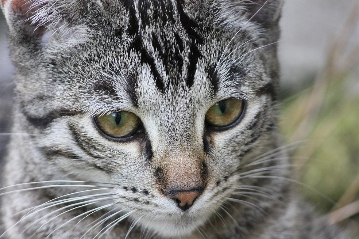 Huskat Tiger billede 9