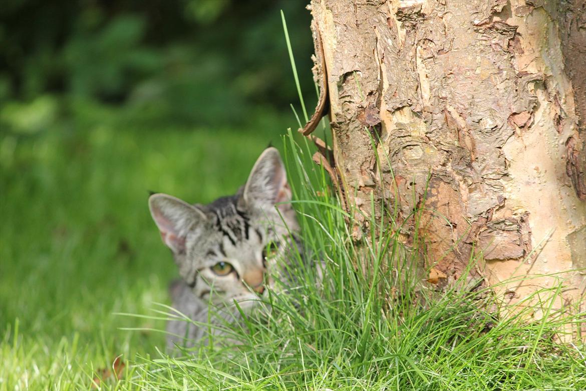 Huskat Tiger billede 10