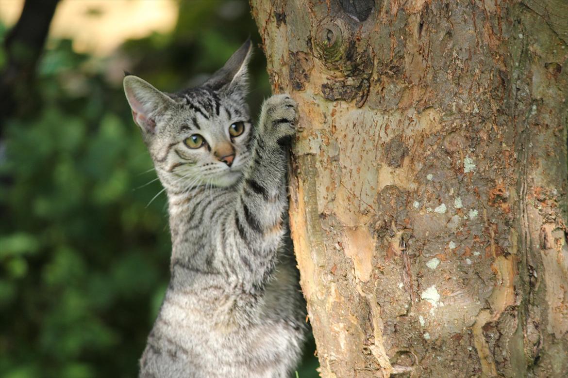 Huskat Tiger billede 11