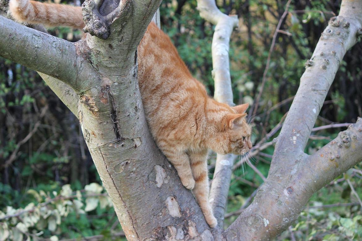 Huskat Laban billede 16