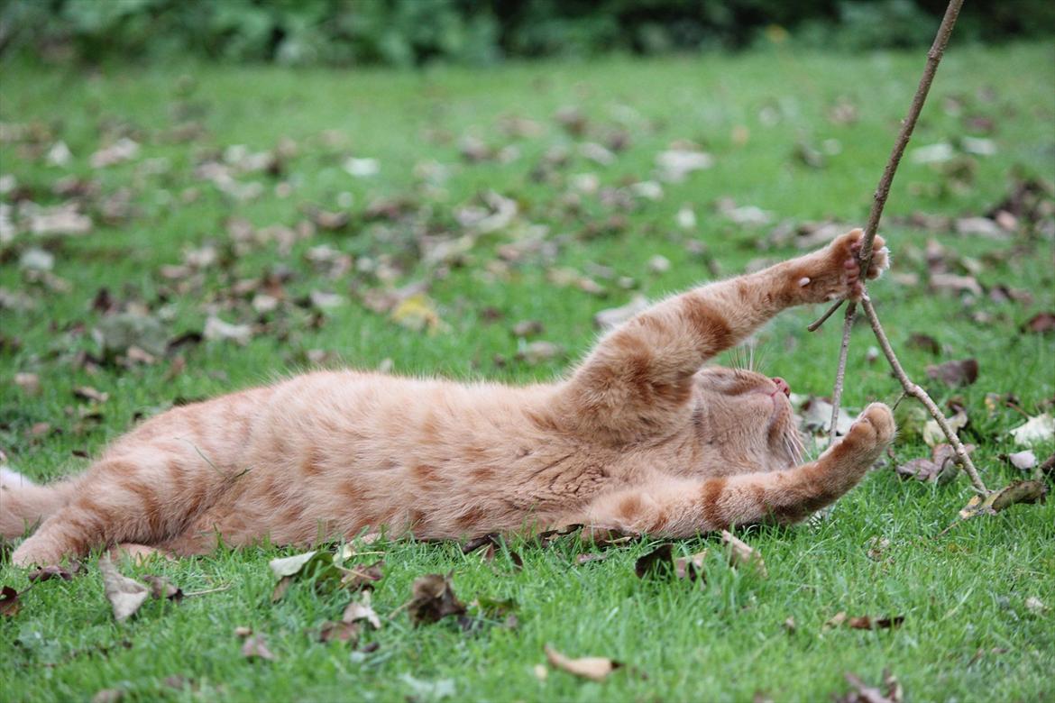 Huskat Laban billede 17