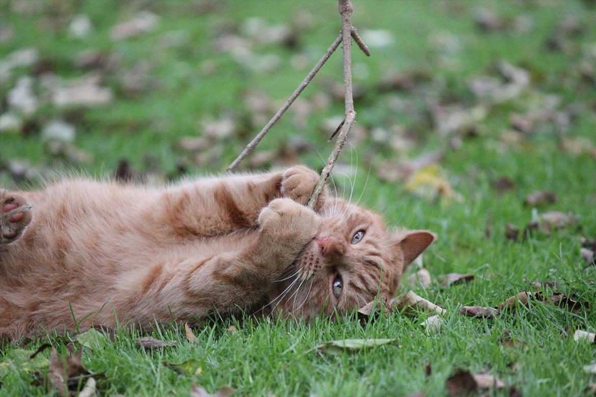 Huskat Laban billede 2