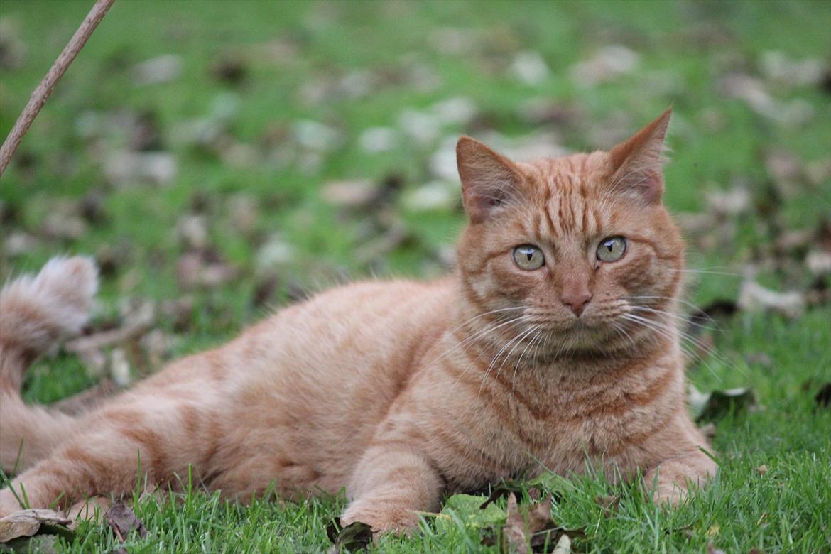 Huskat Laban billede 1