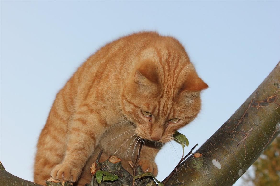 Huskat Laban billede 18