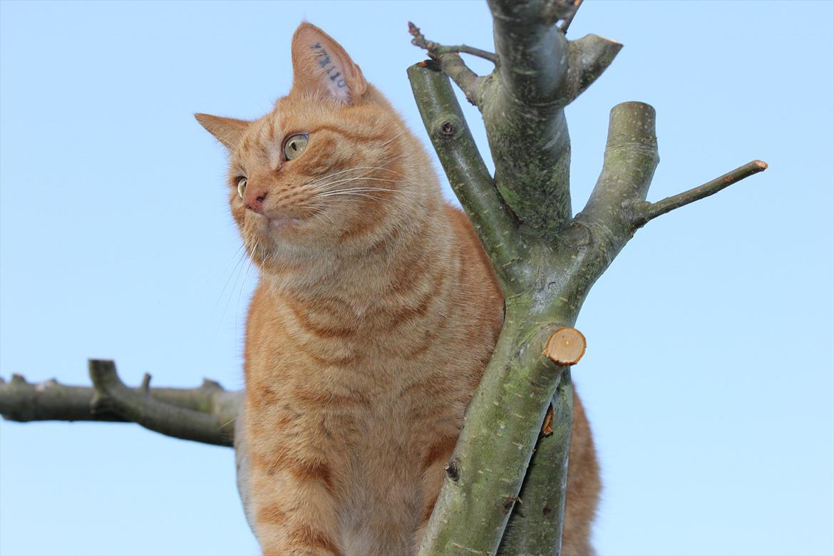 Huskat Laban billede 4