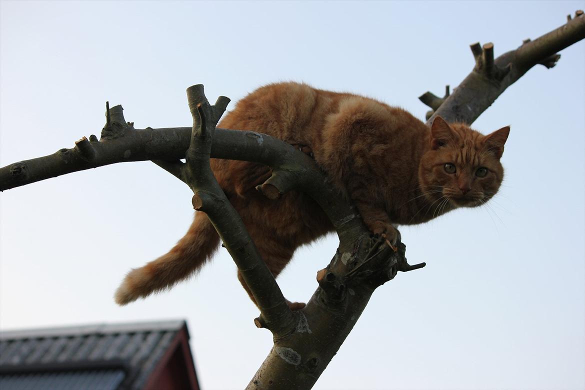 Huskat Laban billede 5