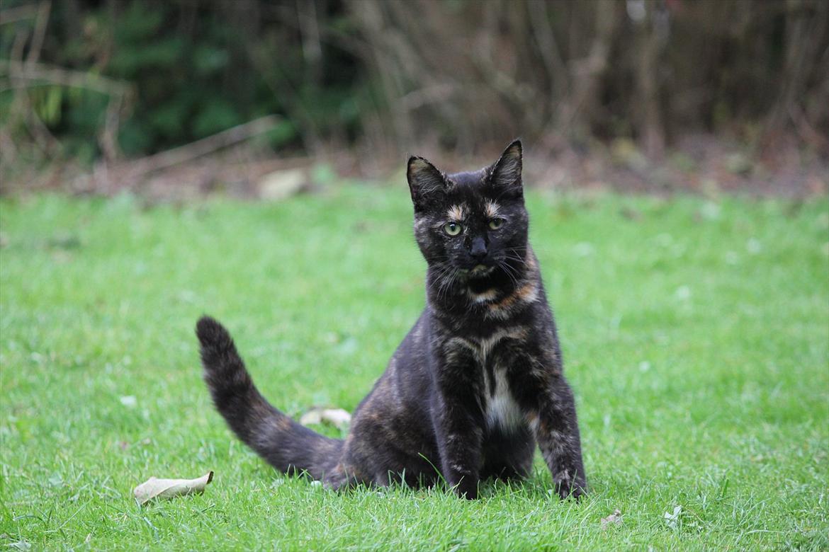 Huskat Pjuske billede 1