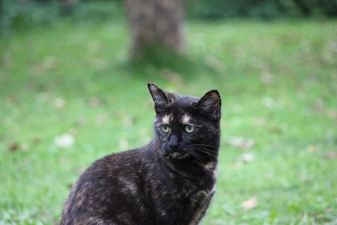 Huskat Pjuske billede 2