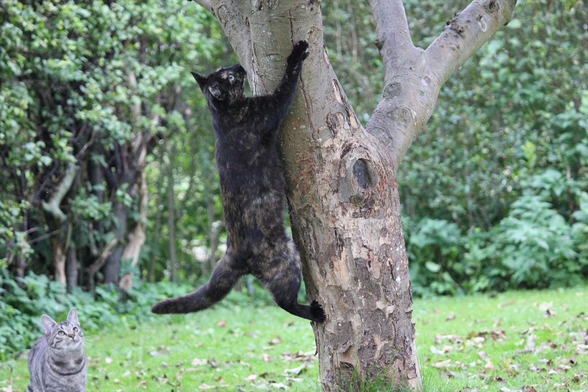 Huskat Pjuske billede 3