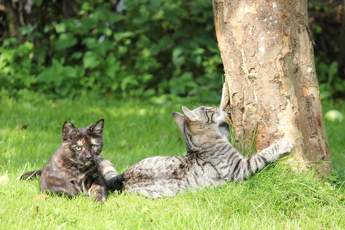 Huskat Pjuske billede 4