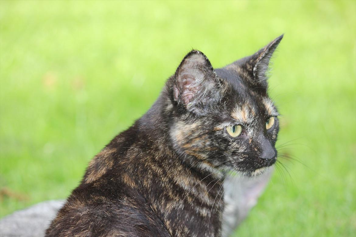 Huskat Pjuske billede 5