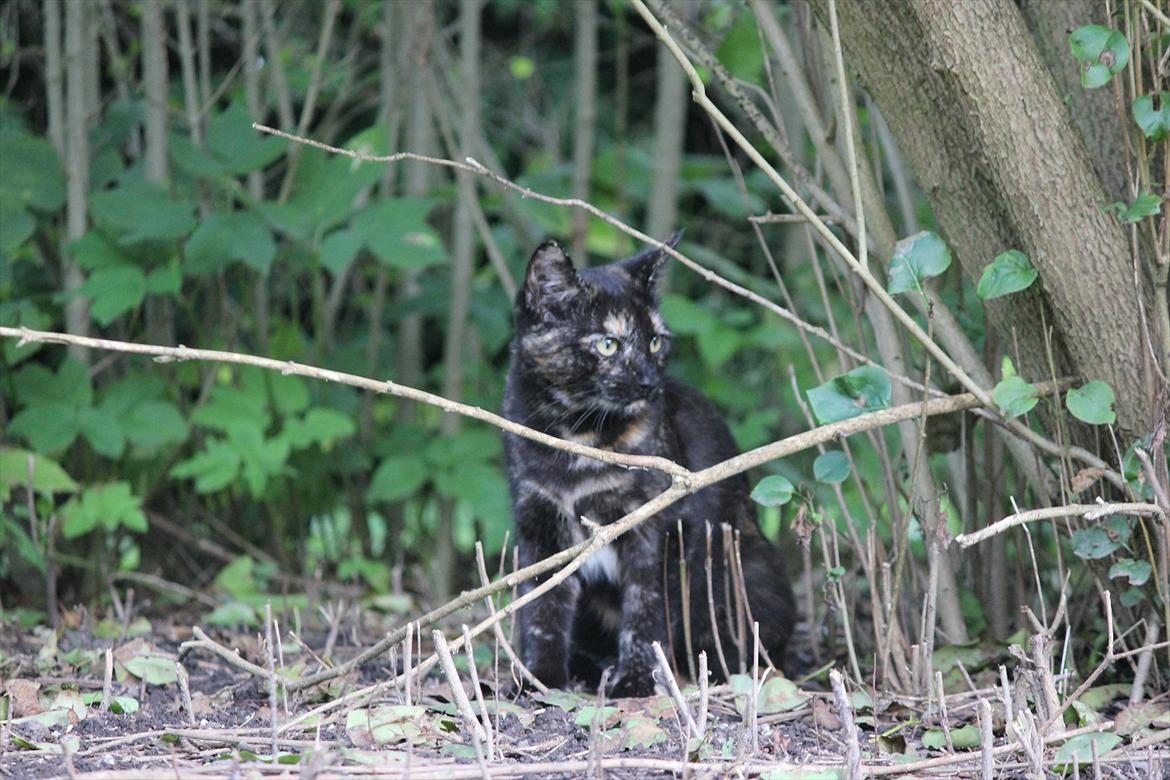 Huskat Pjuske billede 6