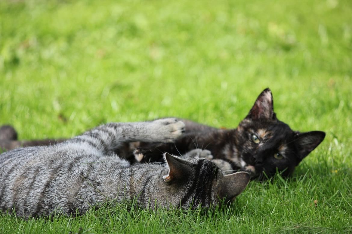 Huskat Pjuske billede 8