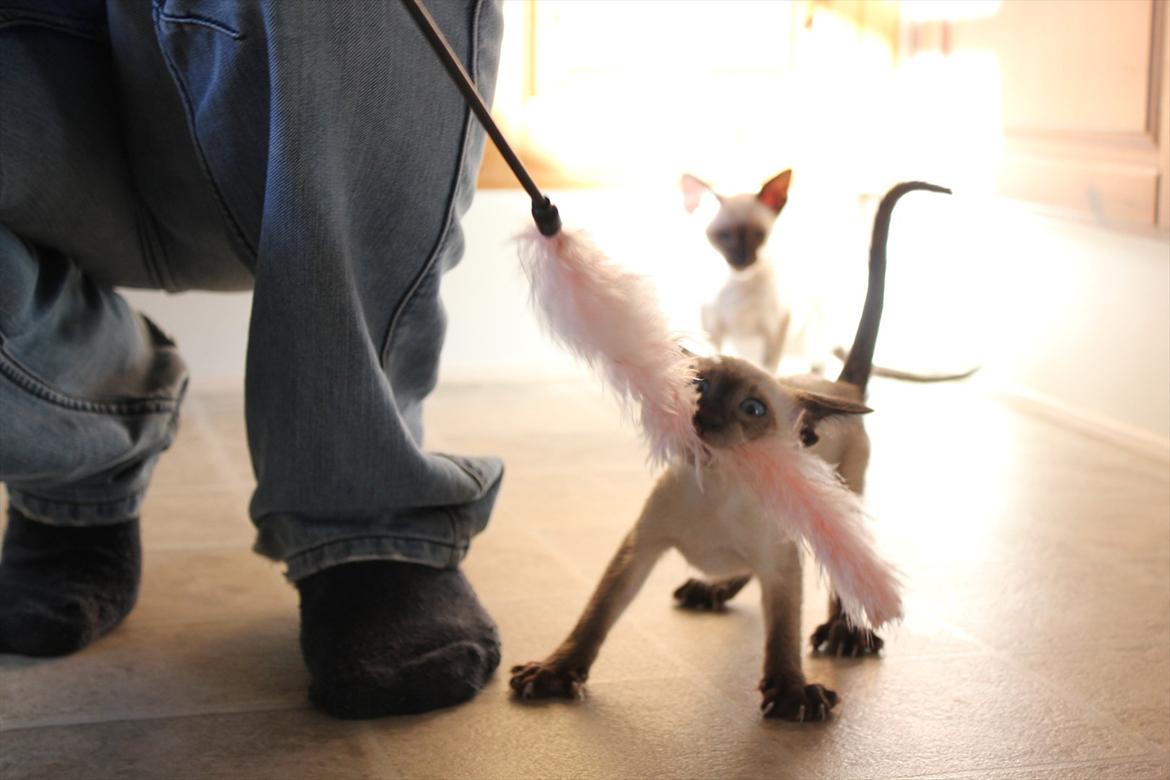 Siameser Tyttebøvs "Tytte" billede 12