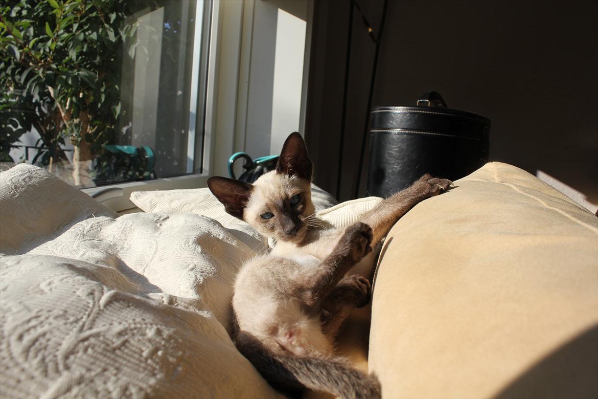 Siameser Tyttebøvs "Tytte" billede 16