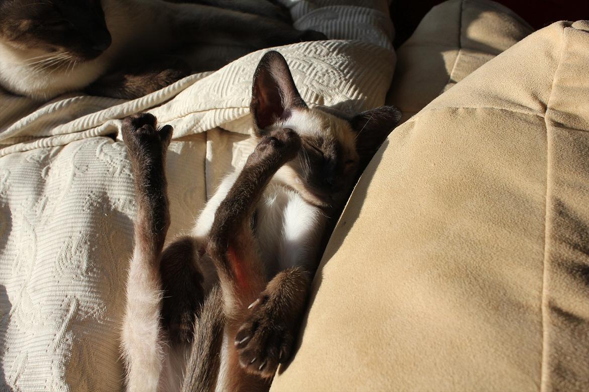 Siameser Tyttebøvs "Tytte" billede 14