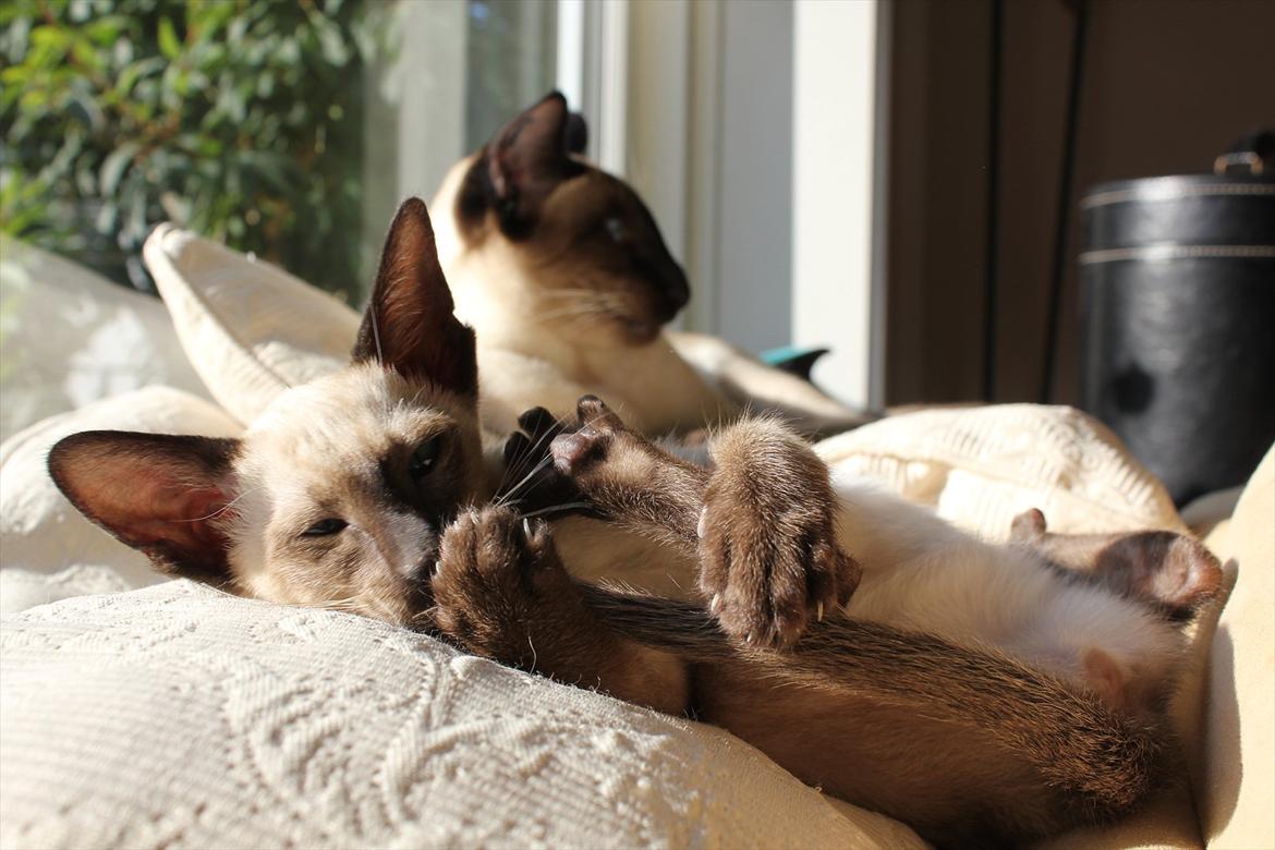 Siameser Tyttebøvs "Tytte" billede 17