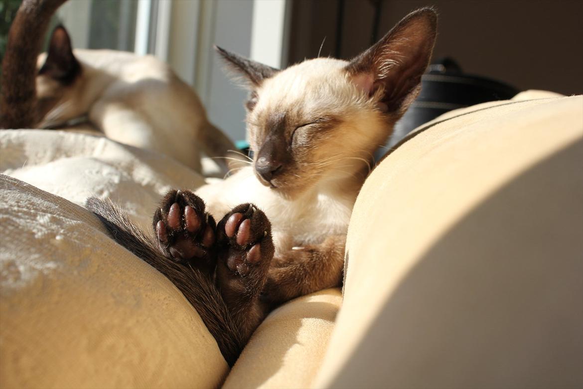 Siameser Tyttebøvs "Tytte" billede 15