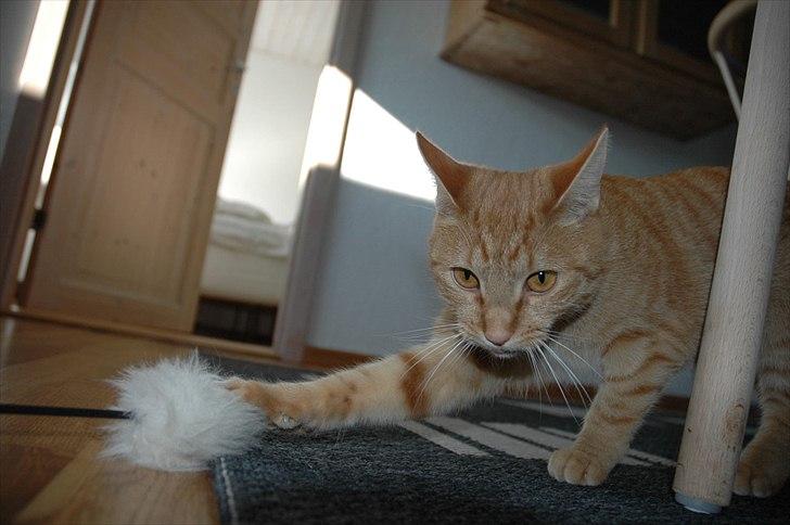 Blanding af racer Athene billede 3