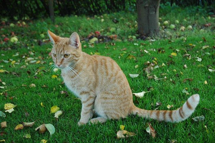 Blanding af racer Athene billede 13