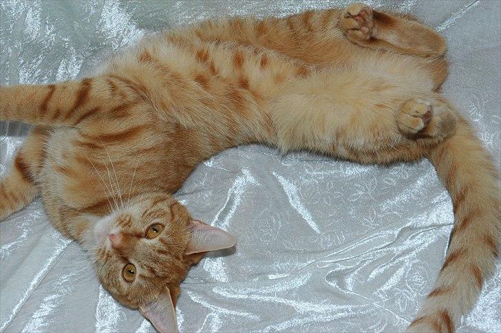 Blanding af racer Athene billede 14