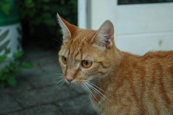 Blanding af racer Athene billede 2