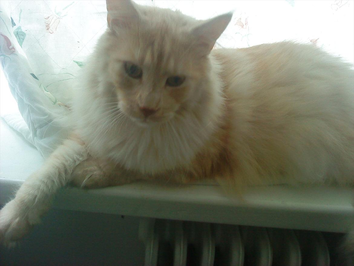 Maine Coon Teodor billede 3